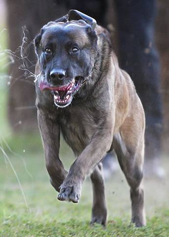 Brutus the Dog; half boxer, half English Bull Mastiff